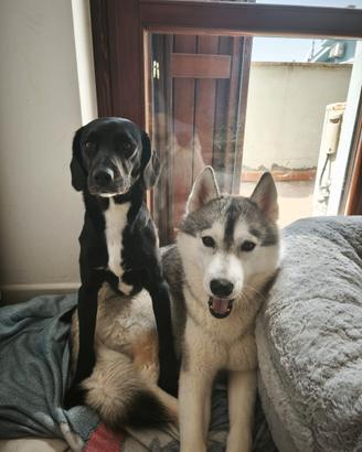 Siberian husky