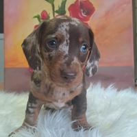 Bassotto arlecchino cioccolato cuccioli