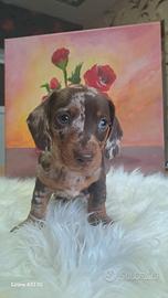 Bassotto arlecchino cioccolato cuccioli