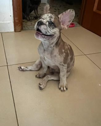Cucciolo Bulldog Francese Prezzo Trattabile