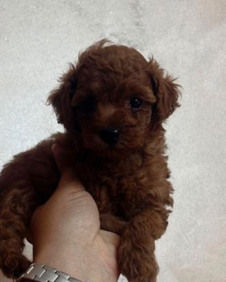 my name mini toy