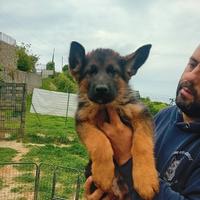 Cuccioli di pastore tedesco