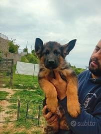 Cuccioli di pastore tedesco