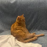 No vendita ma adozione