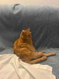 No vendita ma adozione