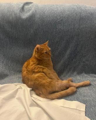 No vendita ma adozione