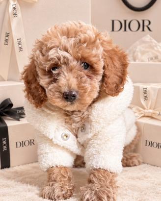 Cucciolo di Barboncino toy- anche a rate