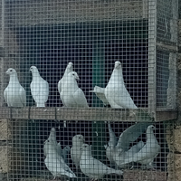 Piccioni viaggiatori bianchi
