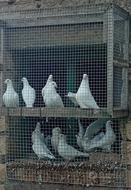 Piccioni viaggiatori bianchi