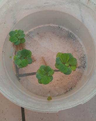 piante gallegianti per acquario
