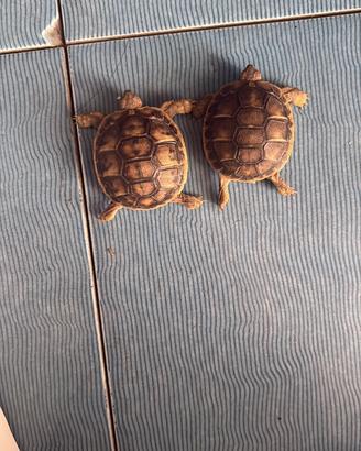 Tartarughe