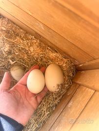 Futuri Anatroccoli di Anatra Muta 🦆