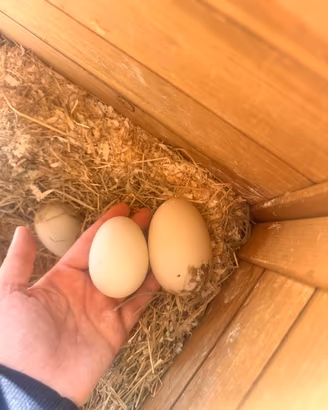 Futuri Anatroccoli di Anatra Muta 🦆