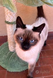 Gatta siamese
