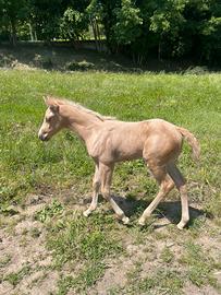 Puledro quarter horse