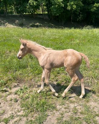 Puledro quarter horse