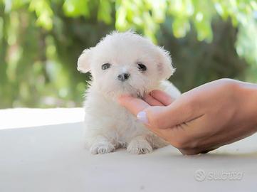 Cucciolina di Maltese