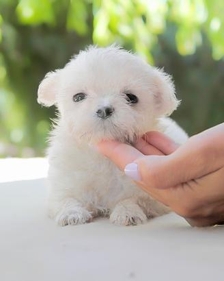 Cucciolina di Maltese