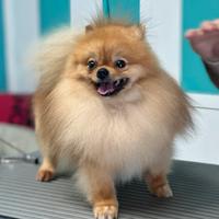 Spitz Pomerania pedigree Enci monta