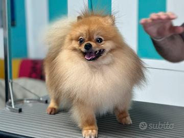 Spitz Pomerania pedigree Enci monta