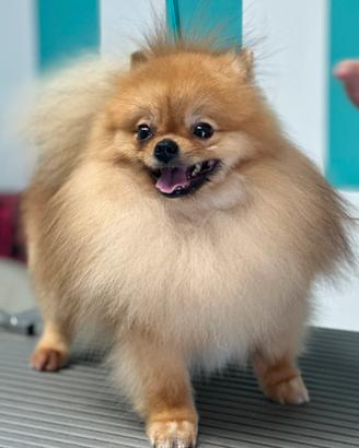 Spitz Pomerania pedigree Enci monta