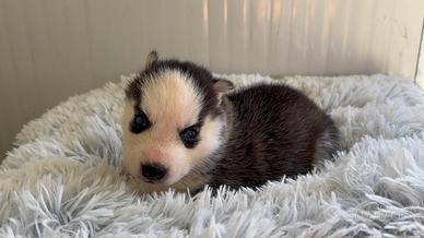 Siberian Husky con pedigree enci