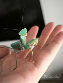 Hierodula Tenuidentata (mantide religiosa)