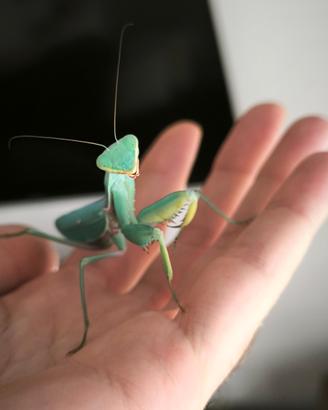 Hierodula Tenuidentata (mantide religiosa)