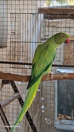 Parrocchetti dal collare