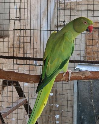 Parrocchetti dal collare