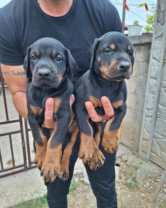 Cuccioli Dobermann dalla Serbia