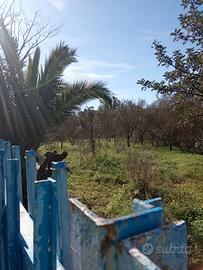 Terreno agricolo irriguo