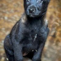 Pastore belga malinois