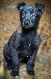 Pastore belga malinois