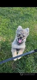 Volpino di pomerania 5 mesi
