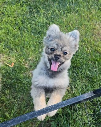 Volpino di pomerania 5 mesi