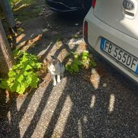 Una gattina affettuosa in adozione