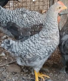 Galline legbar