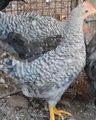 Galline legbar