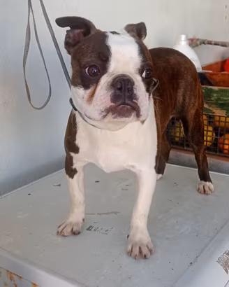 Cucciolone boston terrier