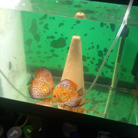 Coppie riproduttive di discus