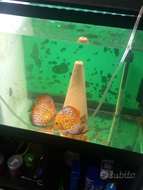 Coppie riproduttive di discus