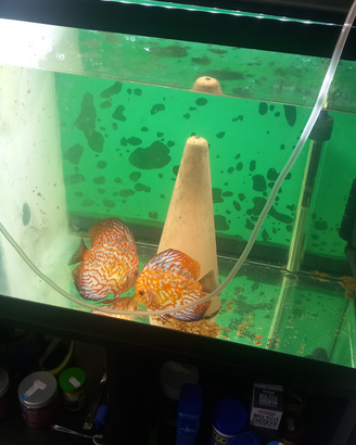 Coppie riproduttive di discus