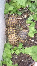 Baby tartarughe di terra hermanni