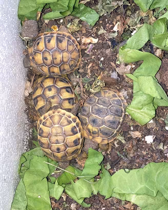 Baby tartarughe di terra hermanni