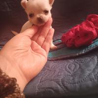 Chihuahua toy