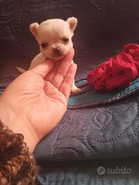 Chihuahua toy