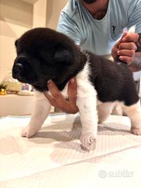 Cuccioli di Akita Americano