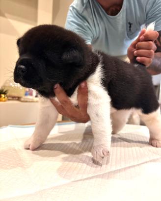 Cuccioli di Akita Americano