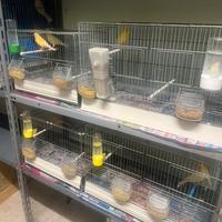 Allevamento canarini